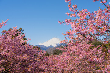 富士山と春の河津桜