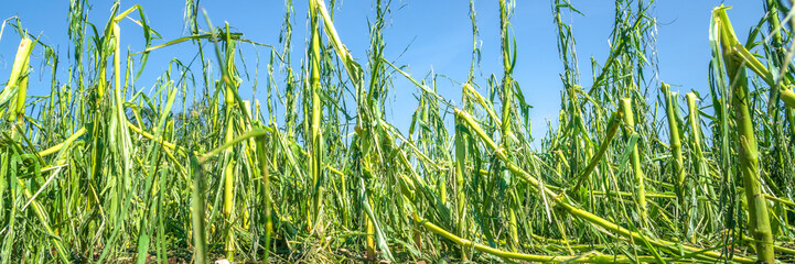 Obraz premium Hail damage and heavy rain destroyed a maize field