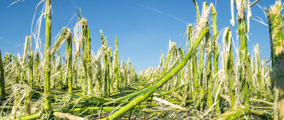 Hail damage and heavy rain destroyed a maize field