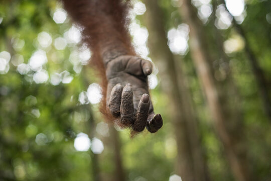 Hand of a Sumatran Orangutan in the jungle of Bukit Lawang, Sumatra, Indonesia.