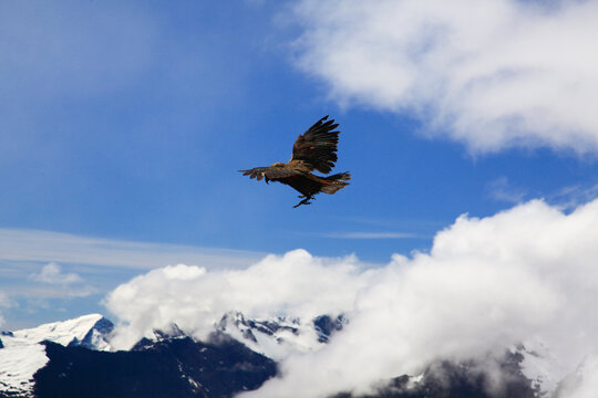 Kea (Nestor notabilis) alpine parrot flying with mountains in background, New Zealand