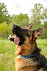 Dog breed Shepherd, close-up, hanging tongue.