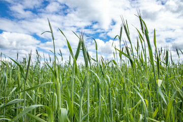 Bright green grass in the field, the view from below, the clouds and the blue sky.