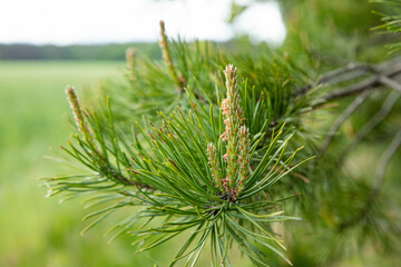Bright twigs of pine, with young cones, summer.
