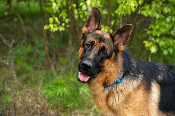 A shepherd dog in the woods, a close-up of the muzzle, a bright summer, an open dog's mouth, a dangling tongue.