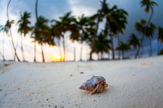 Hermit crab on beach with palm trees in distance at Gili Lankanfushi island&Acirc;&nbsp;