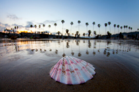 Shell on beach with row of palm trees in background