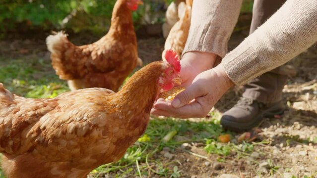 Man feeding hens from hand in the farm. Free-grazing domestic hen on a traditional free range poultry organic farm.