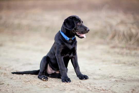 A cute black lab puppy rests in the middle of a dirt path.