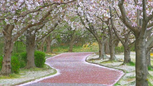 舞い散る桜の花びら、スローモーション、桜吹雪、桜並木、小径
