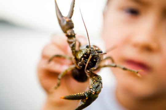Japanese American boy holding crawfish