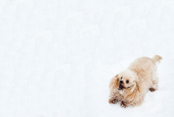 The dog plays in the snow. Red little poodle in attack pose. Cute live toy. Winter.