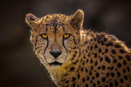 Cheetah&acirc;&euro;&nbsp;(Acinonyx jubatus) looking at camera, Cabarceno Natural Park, Cantabria, Spain