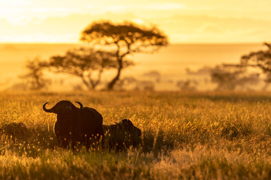 African buffaloes&Acirc;&nbsp;(Syncerus caffer) in savannah at sunrise, Serengeti National Park, &Acirc;&nbsp;Shinyanga&Acirc;&nbsp;region, Tanzania