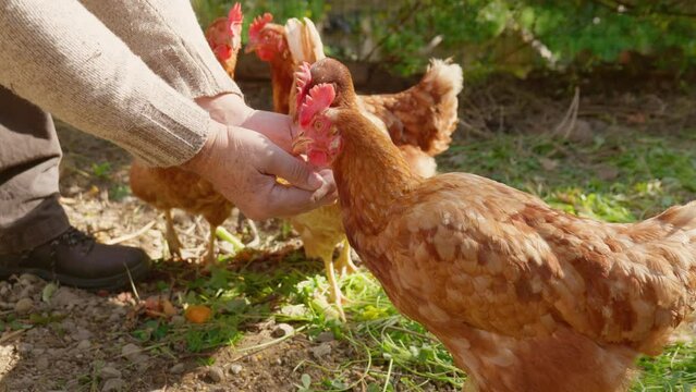 Man feeding hens from hand in the farm. Free-grazing domestic hen on a traditional free range poultry organic farm.
