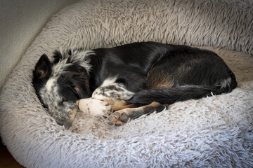 schlafender Merle Border Collie Junghund eingekuschelt im Hundebett