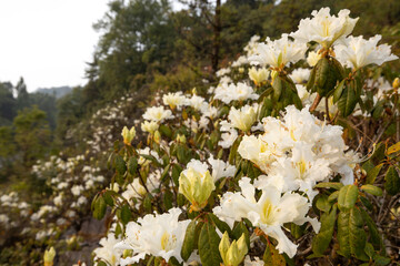 The landscape of white Rhododendron flowers in full bloom.