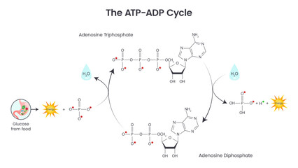 Adenosine triphosphate and adenosine diphosphate comparison and cycle science vector education infographic