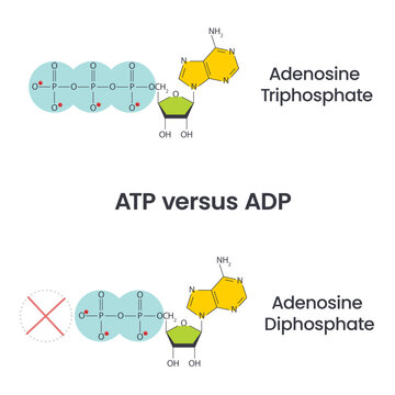 Adenosine triphosphate and adenosine diphosphate comparison and cycle science vector education infographic