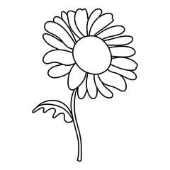 ox-eye daisy flower, chamomile flower, Spring Element