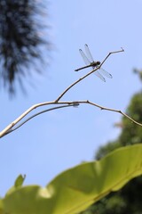 A Dragon Fly Resting on a Tiny Branch with Blurred Sky and Leaves as the Background
