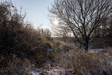Bare deciduous trees in the forest in winter