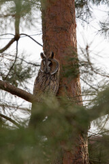 Eagle owl sits on a pine branch
