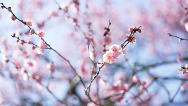 梅の花