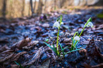 Crocuses in the woods. Color explosion.