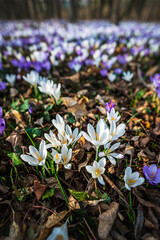 Crocuses in the woods. Color explosion.