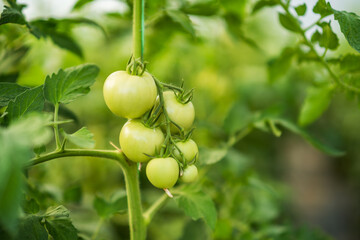 Close up image of unripe tomatoes in greenhouse.