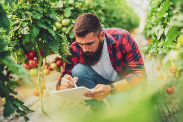 Organic greenhouse business. Farmer is picking and examining fresh and ripe tomatoes in his greenhouse.