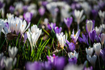 Crocuses in the woods. Color explosion.