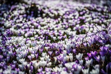 Crocuses in the woods. Color explosion.
