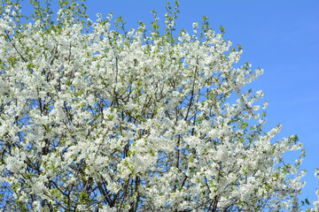 White cherry blossom on cherry tree branches textured background. Flowering Cherry Tree in the garden.