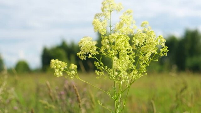 Close up of wildflowers in a summer meadow on trees background. Beauty in Nature. Prairie grasses Galium verum grow outdoors. Wild flowers closeup against a blue sky. Lady's bedstraw, yellow bedstraw