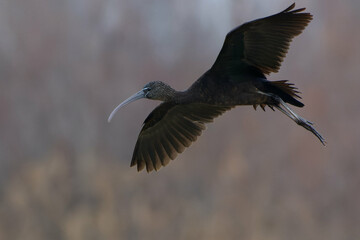 Glossy Ibis (Plegadis falcinellus) in flight