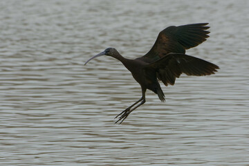 Glossy Ibis (Plegadis falcinellus) in flight