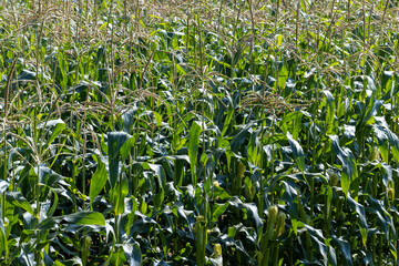 Fototapeta premium Green corn in a field in the sunny summer season