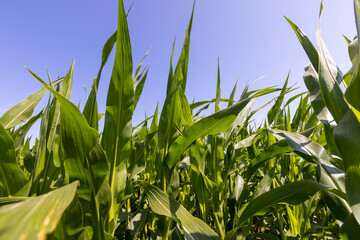 Green corn bushes in the field