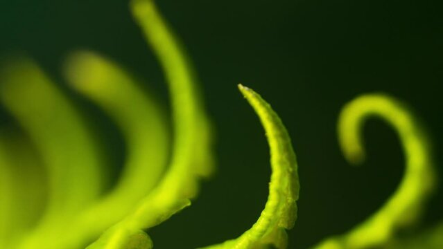 Fern unfurl, vivid green stretching curling fonds growing.  Macro detail close up, shit focus.
