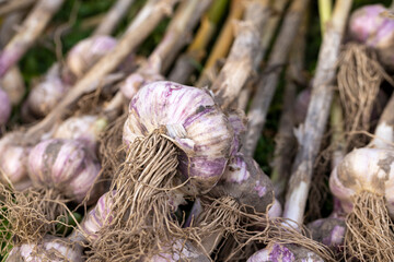 harvested garlic harvest that is dried in the sun