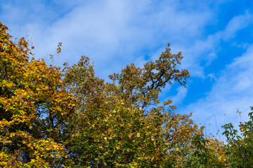 A forest with different trees in the autumn season