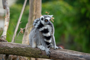 a lemur with its tail around its neck in a tree