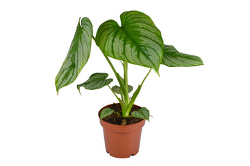 Tropical potted 'Philodendron Mamei' houseplant with with silver pattern on white background