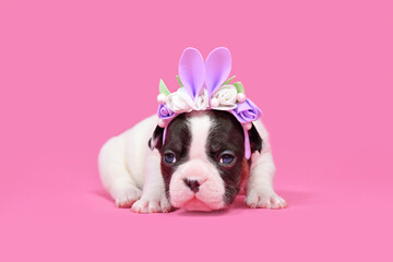 Pied French Bulldog dog puppy dressed up as Easter bunny with rabbit ears headband with flowers on...