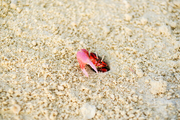 Bright red and black crab emerges from hole in coral sand on tropical beach