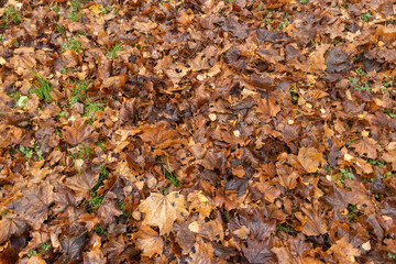 The yellowed foliage of deciduous trees that fell to the ground