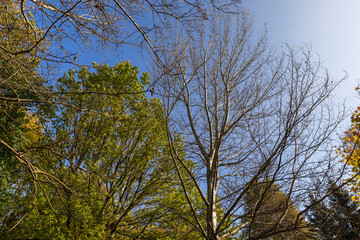 Trees with foliage falling in autumn