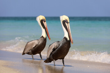 Two pelicans resting on the sand of the Atlantic ocean beach. Wild birds on blue waves background